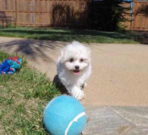 Beautiful maltese puppy