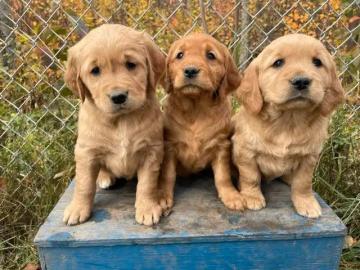 Reinrassige Golden Retriever-Welpen What