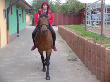 Polnische Warmblutstute Betty! 850 EUR