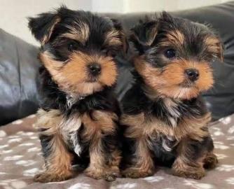 Yorkie-Welpen verf�gbar, m�nnlich und we