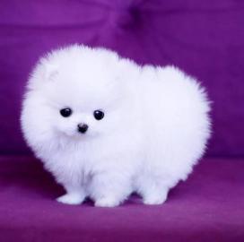 Gesunde Zwergspitz Pomeranian Welpen mit
