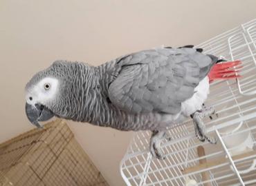 Graupapageien babys und macaw papageien