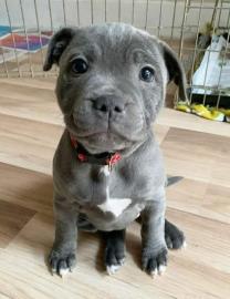 American Pitbull Terrier Welpen zu verka