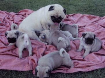 Wundersch�ne Mini Mops Welpen