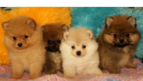 Bezaubernde Pomeranien Zwergspitz mit VD