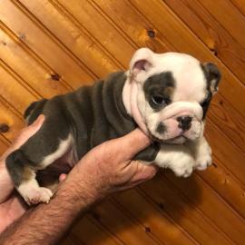 Qualit?t Englische Bulldogge Welpen mit