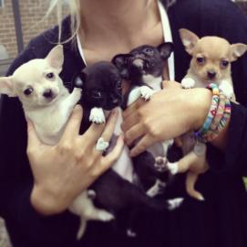 Sch?ne chihuahua Welpen mit Papieren