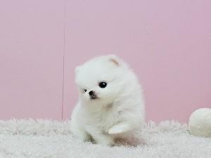 POMERANIA WELPE F?R DIE ANNAHME