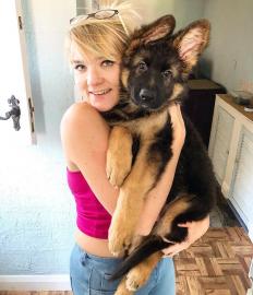 Dutch Shepherd X Deutscher Sch�ferhund