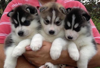 Siberian Husky Welpen Hybriden