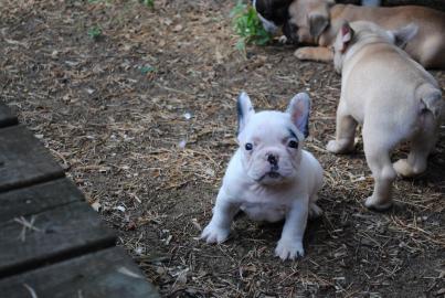 Franz�sische Bulldogge - welpen