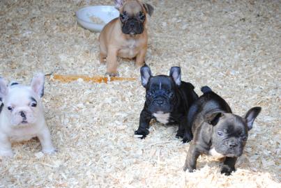 Franz�sische Bulldogge - welpen