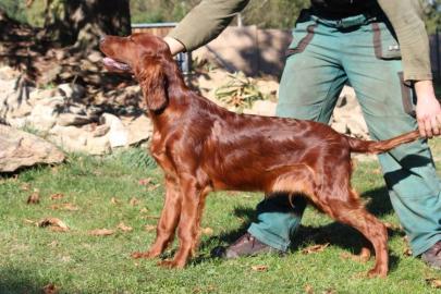 Irish Setter - 5 Monate alte Welpen FCI