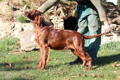 Irish Setter - 5 Monate alte Welpen FCI