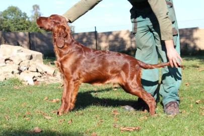 Irish Setter - 5 Monate alte Welpen FCI