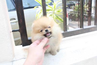 Liebevolle Teetasse Pomeranian erh?ltlic