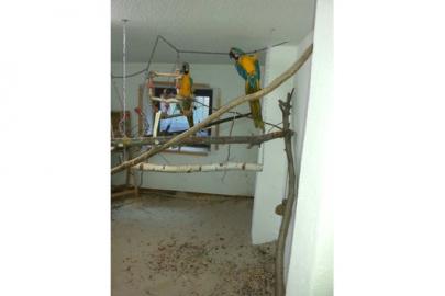 Biete ein liebevolles Zuhause f�r papag