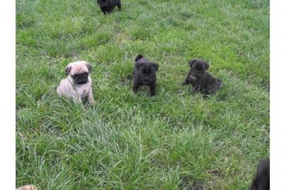 8 Mopsbabys/Beige+ Schwarz!