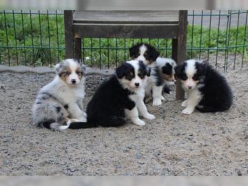 Australian Shepherd Welpen