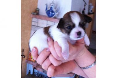 s��e Chihuahua Welpen suchen Familien