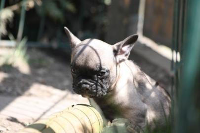 s��er Franz�sisch Bulldogge-Welpen