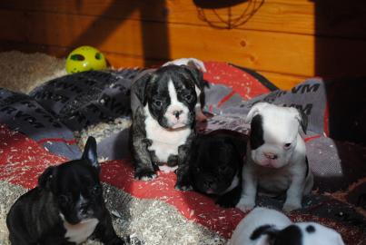 S��e Franz�sische Bulldoggen Welpen (m�n