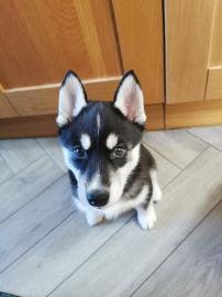 Siberian Husky Welpen ,. ,