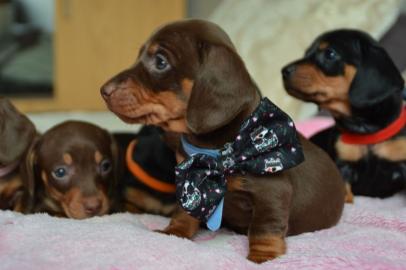 Dackelwelpen