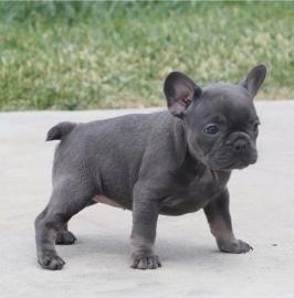 FRANZ?SISCHE BULLDOG WELPEN