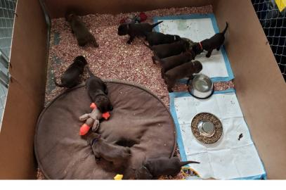Labrador Retriever Welpen