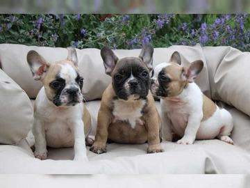 Franz?sische Bulldogge Welpe R?de H?ndin