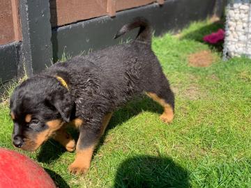 Rottweiler Welpen zu verkaufen