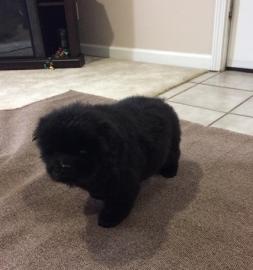 Gut ausgebildete Chow-Chow-Welpen zu ver