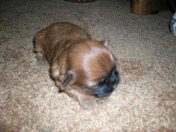 Shih Tzu Welpen