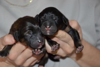 Welpe Tibetdogge mit Stammbaum