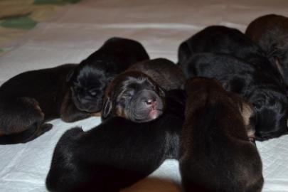 Welpe Tibetdogge mit Stammbaum