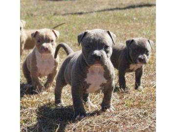 American Welpen Blue-Line Pit Bull Terr