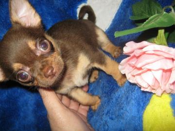 Chihuahuawelpen suchen neues Zuhause