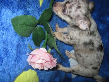 Chihuahuawelpen suchen neues Zuhause
