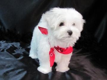 WOCHEN ALTE MINI MALTESE WELPEN