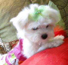 WOCHEN ALTE MINI MALTESE WELPEN