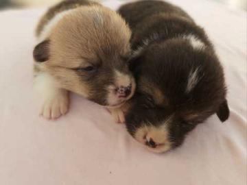 Walisische Corgi Welpen erh?ltlich