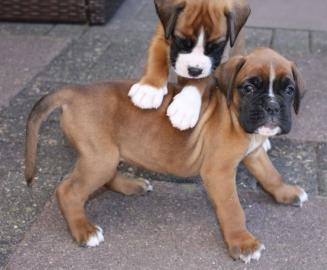 Boxer Welpen