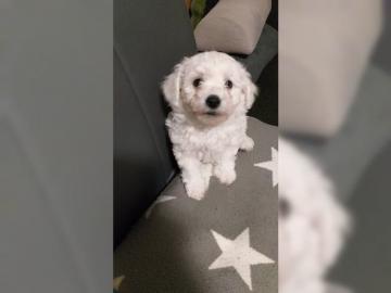 Bichon frise Welpen
