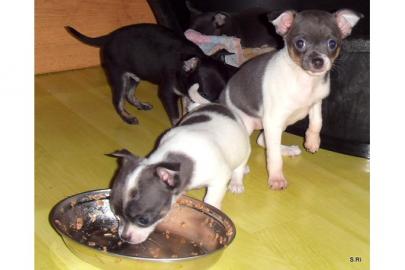 S��, niedlich Mini Chihuahua-Welpe sucht