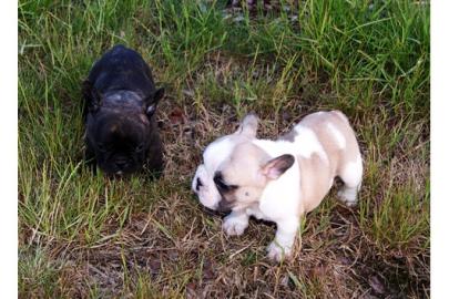 Franz�sische Bulldoggen Welpen