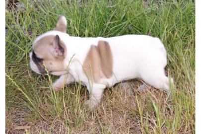Franz�sische Bulldoggen Welpen