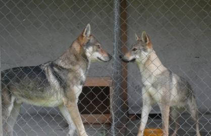 Tschechoslowakische wolfshund welpen
