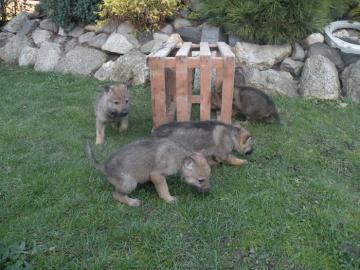 Tschechoslowakische wolfshund welpen