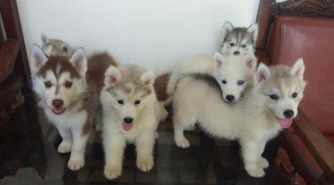 Weihnachtsgeschenk SIBERIAN HUSKY Welpen